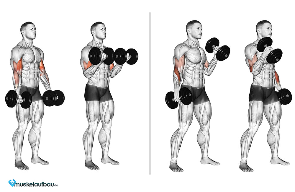 Bizepscurls mit der Kurzhantel im stehen