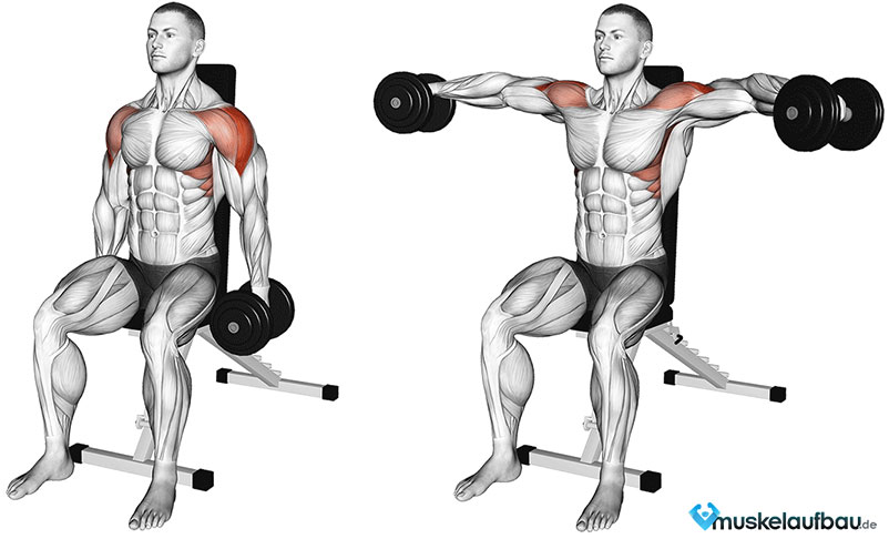 Seitheben mit Kurzhanteln im Sitzen