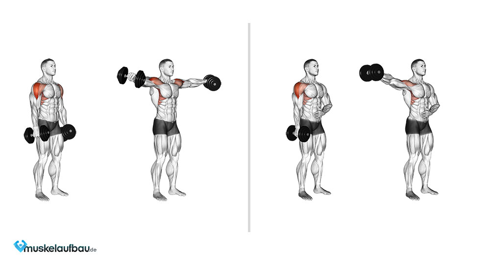 Seitheben mit Kurzhanteln im Stehen