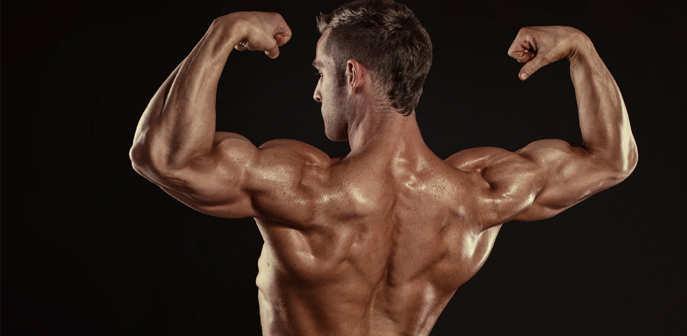 Studie: Muskelqualität von Bodybuildern schlecht