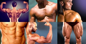 Zu sehen sind einzeln die Muskelgruppen Bauchmuskeln, Armmuskeln, Schultermuskeln, Beinmuskeln, Brustmuskeln und Rückemnuskeln
