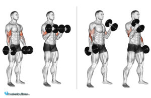 Bizepscurls mit der Kurzhantel stehend
